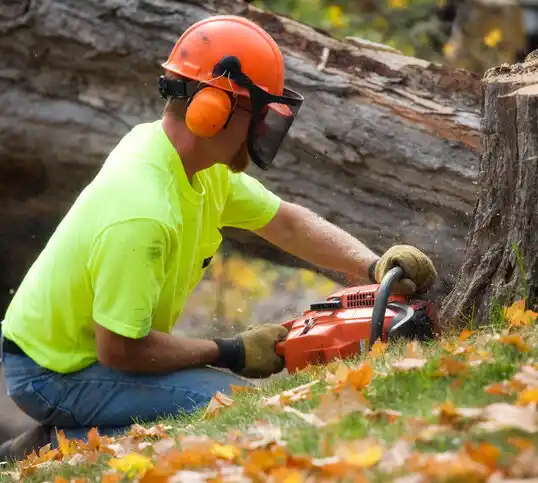 tree services Northvale